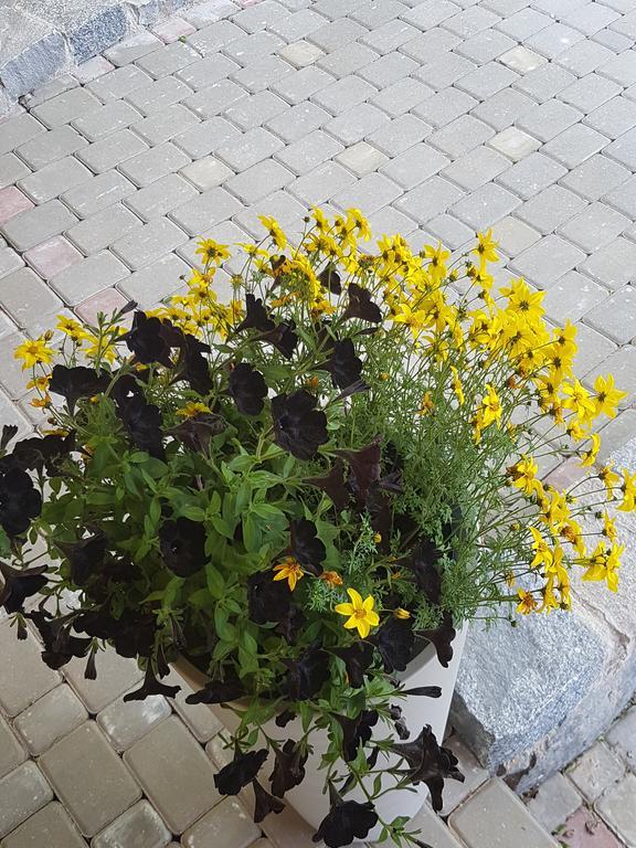 Bellas Namins Cēsis Zewnętrze zdjęcie